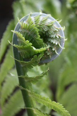  The fiddlehead fronds emerge in early spring from underground rhizomes and proliferate, reaching a height of up to six feet and a width of up to three feet.