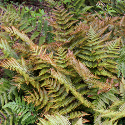 Autumn Fern, Japanese Red Shield Fern
This selection is rapidly becoming one of the most popular garden ferns.