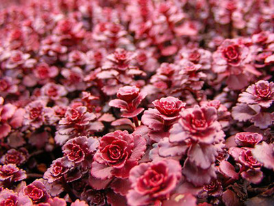Dragon's Blood Sedum Dragon's Blood Sedum