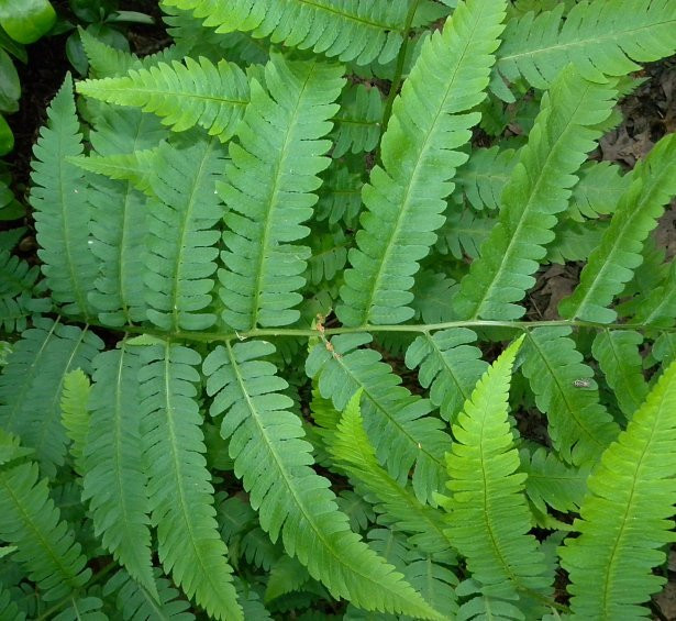 Goldie's Wood Fern