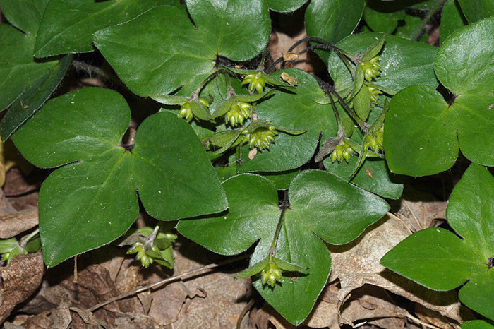 Hepatica leaves stay green throughout the winter.