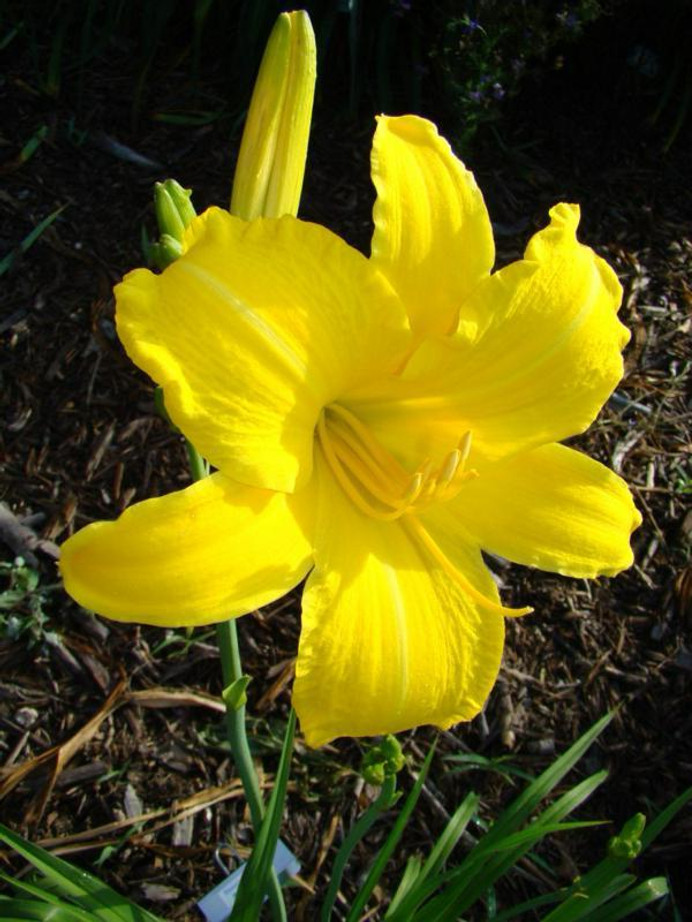 Yellow Daylily have a bright yellow foliage.