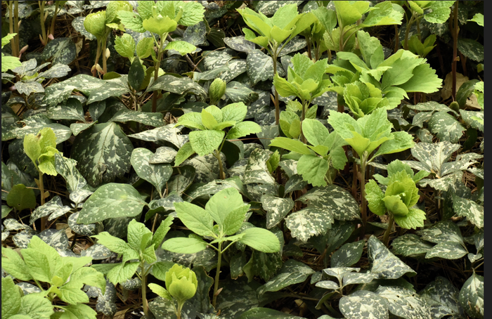 Pachysandra Procumbens