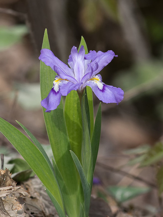 Dwarf crested iris are very low maintenance.