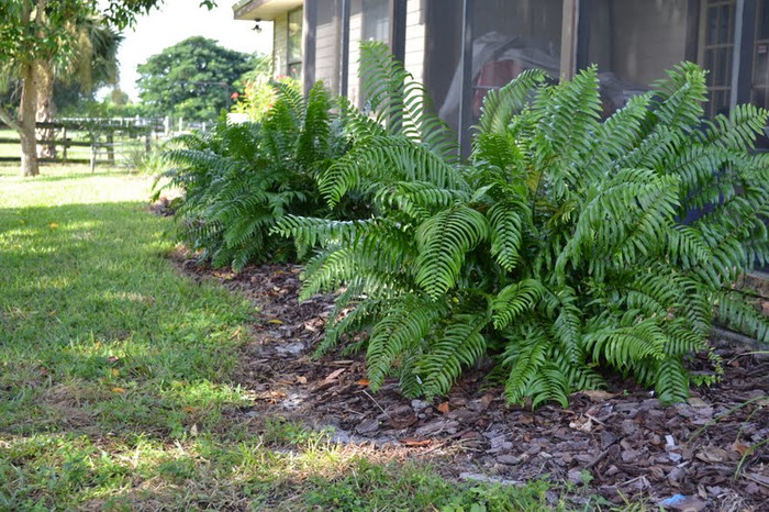 Big ferns are a low maintenance way to dress up any area or border.