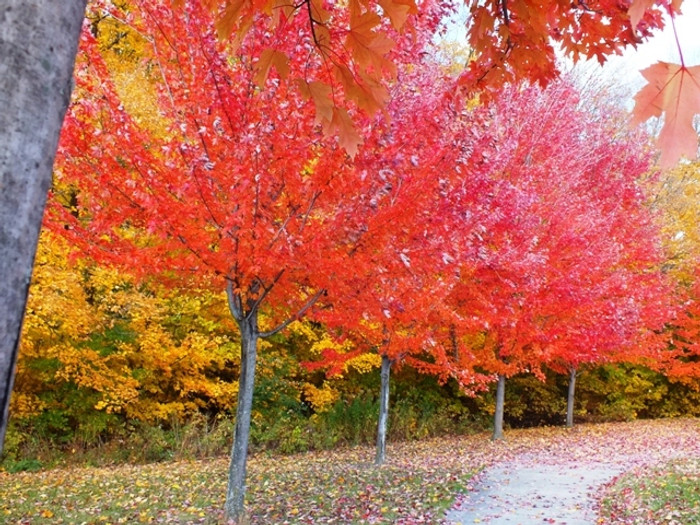 Red maples are a fast growing tree that are beautiful along driveways.