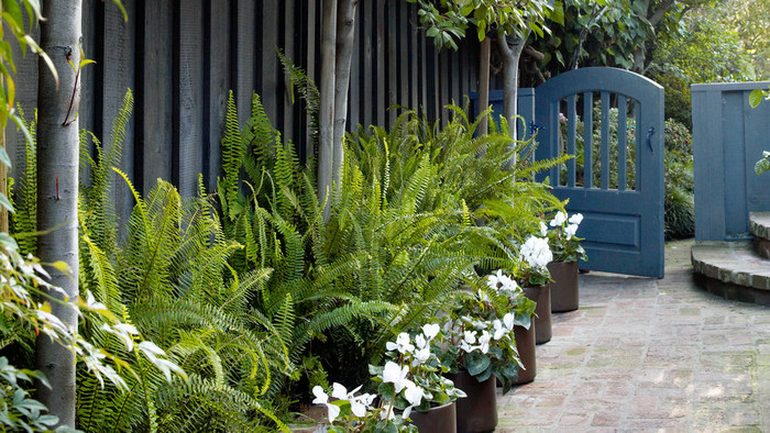 Row of Ferns make any driveway look amazing.