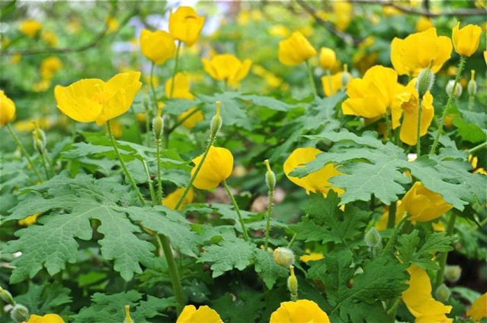 Calendine Poppy is a fast growing flower that will add a beautiful pop of orange and yellow color to any garden.