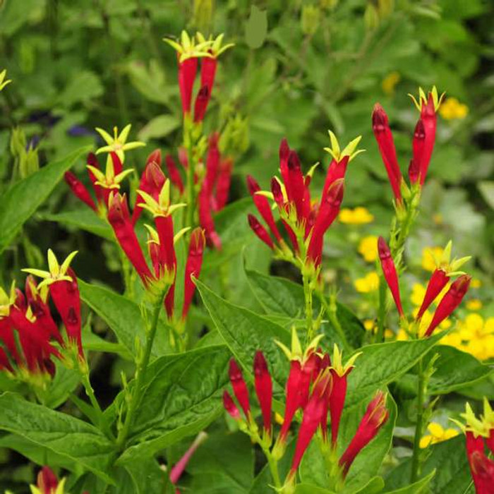 Indian Pink plant is a fast growing plant that has beautiful red blooms.