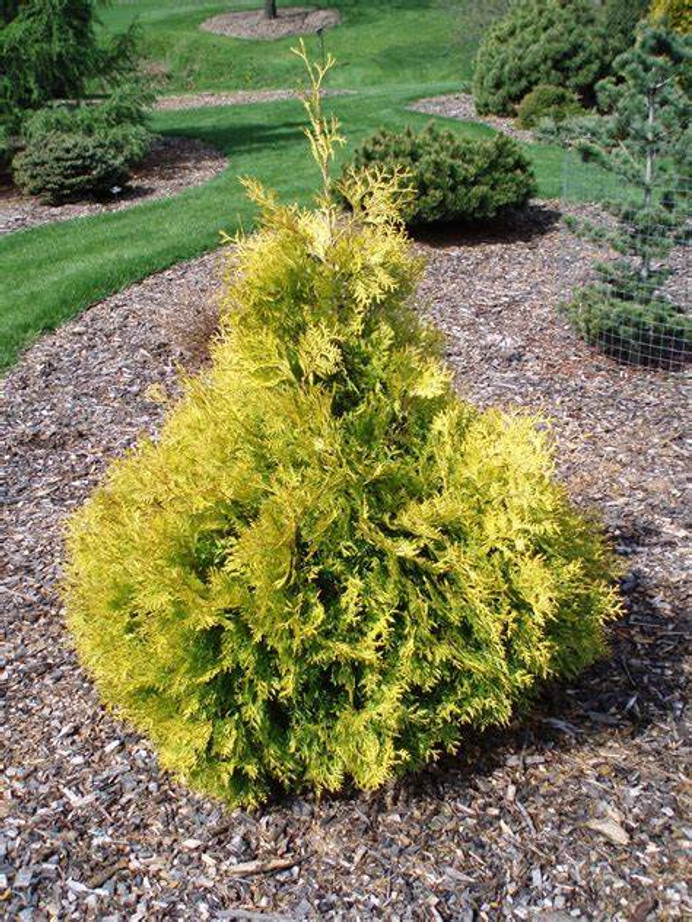 The golden arborvitae is a slow-growing tree that can reach a height of 10-15 feet (3-4.5 meters) and a width of 3-5 feet (1-1.5 meters) at maturity. 