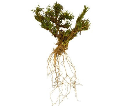 Creeping Phlox For Sale | Buy Phlox subulata