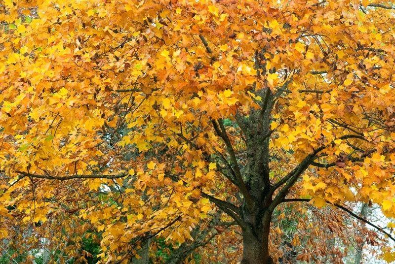 Tulip Poplar Trees For Sale Buy Liriodendron Tulipifera 50+ tulip poplar tree seeds. tulip poplar