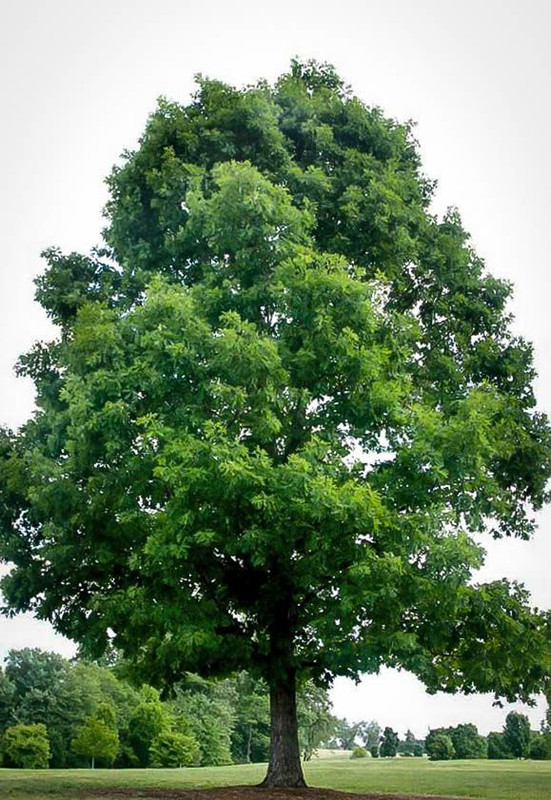 White Oak Trees For Sale Buy Oak Shade Trees Online White Oak Trees For Sale Buy Oak Shade Trees Online
