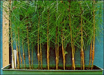 Loblolly Pine Seedlings For Sale Buy Pine Trees Online