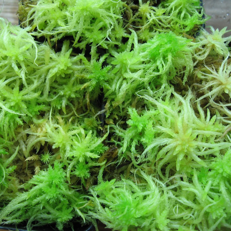 sphagnum moss download free