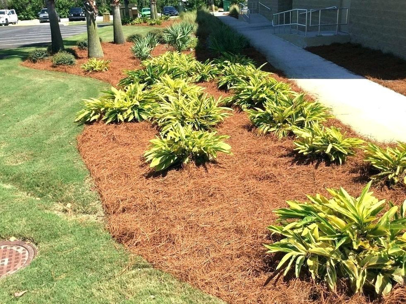 Pine Straw Mulch For Sale Lowest Online Pricing