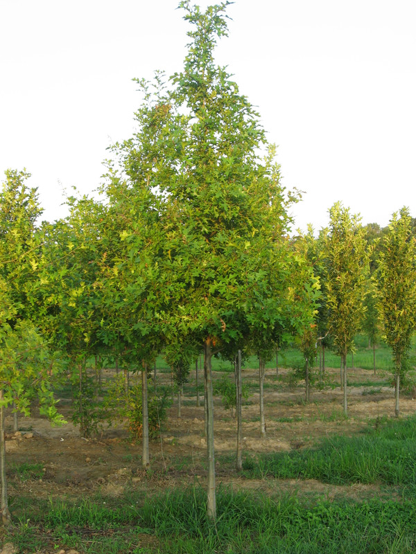 Nuttall Oak Tree For Sale Buy Nuttal Oak Online