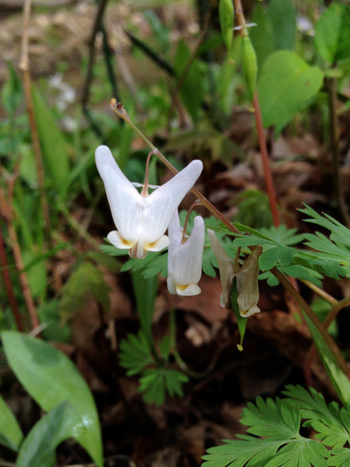 Dutchman's Breeches For Sale Dicentra Cucullaria Online