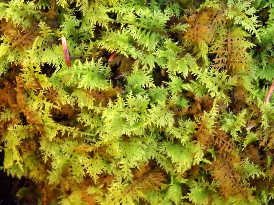 Live Carpet Moss For Sale Fresh Live Carpet Moss Online