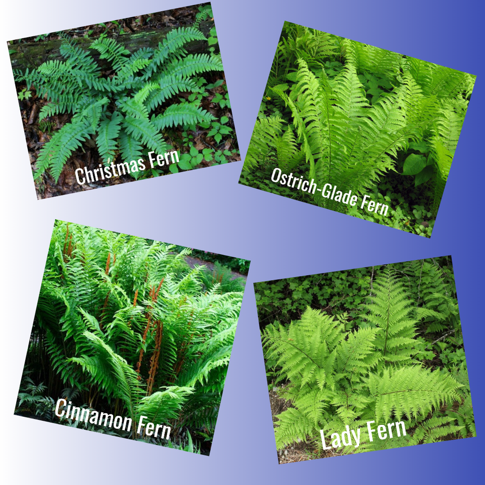 How to grow your own ferns Native Wildflowers Nursery
