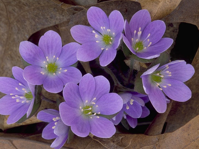 Purple Flowering Perennials