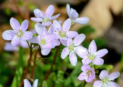 Perennials for Zone 8