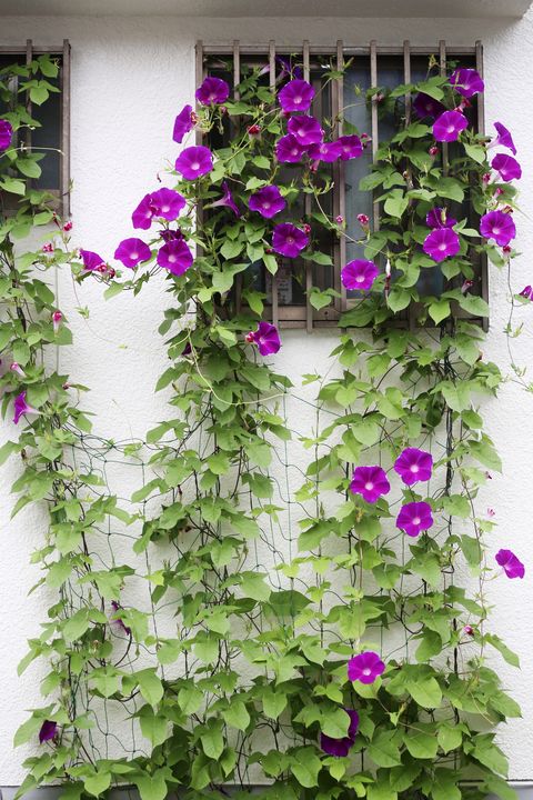 Climbers - Native Wildflowers Nursery