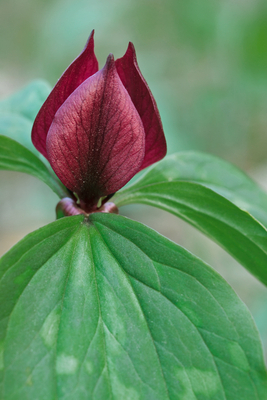 Red Flowering Perennials