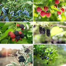 How To Grow Berry Plants Successfully - Native Wildflowers Nursery