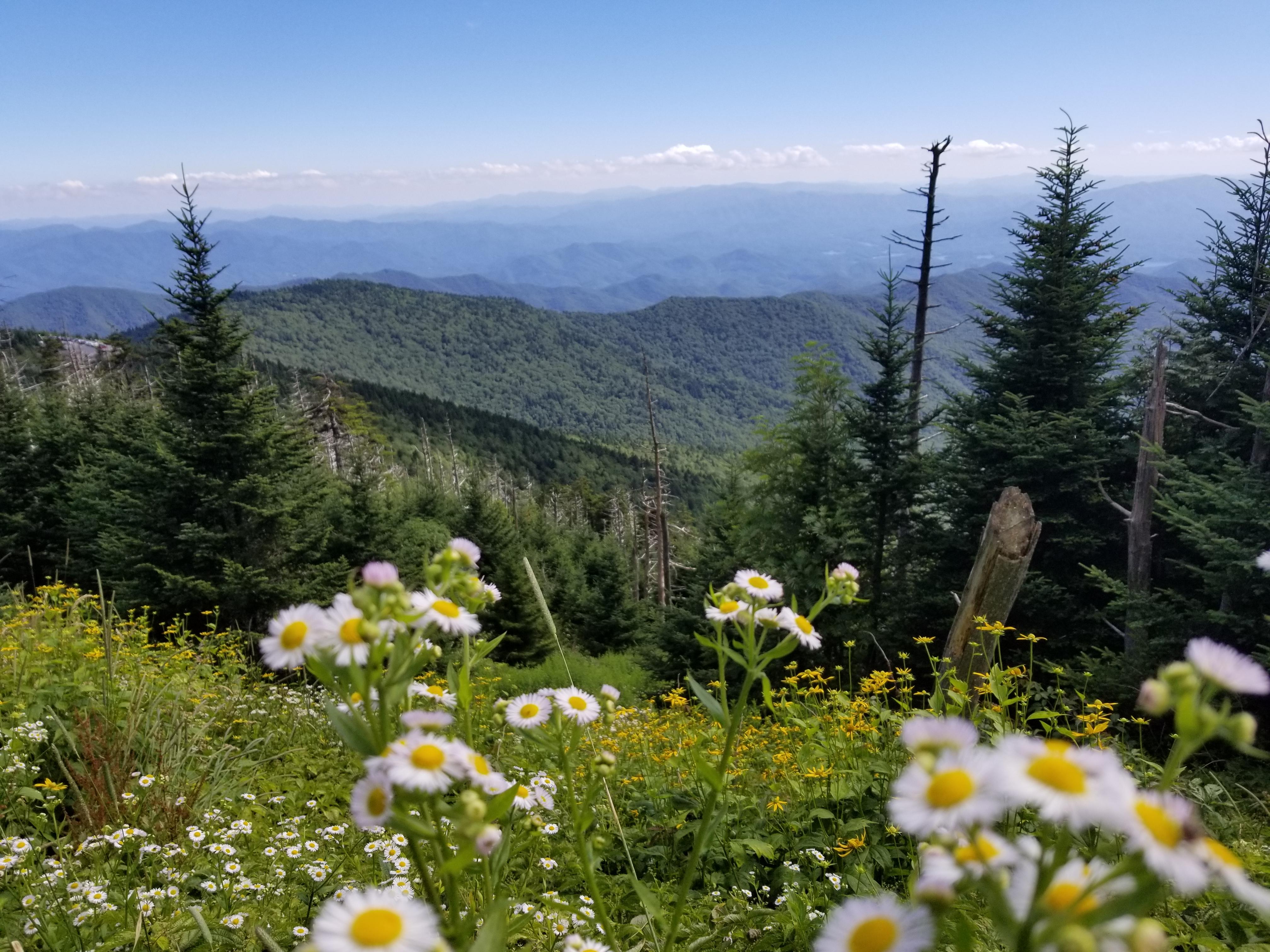 The Smoky Mountain Spring Wildflower Pilgrimage Native Wildflowers Nursery