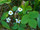 Wild Strawberry Plant is a low maintenance bush that has white flowers on it.