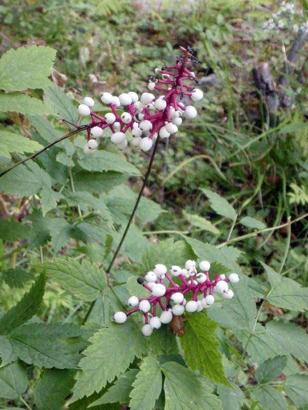 Actaea pachypoda (White baneberry)