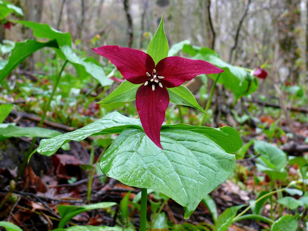Red Trillium For Sale 5.29 Native Trillium Bulbs Online
