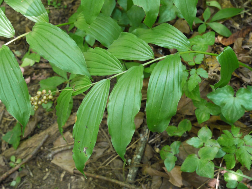 Solomon's Seal Plant For Sale Native Perennial Plants Online
