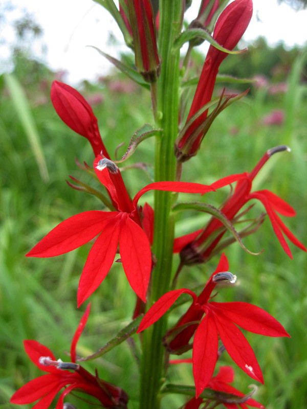 Cardinal Flowers