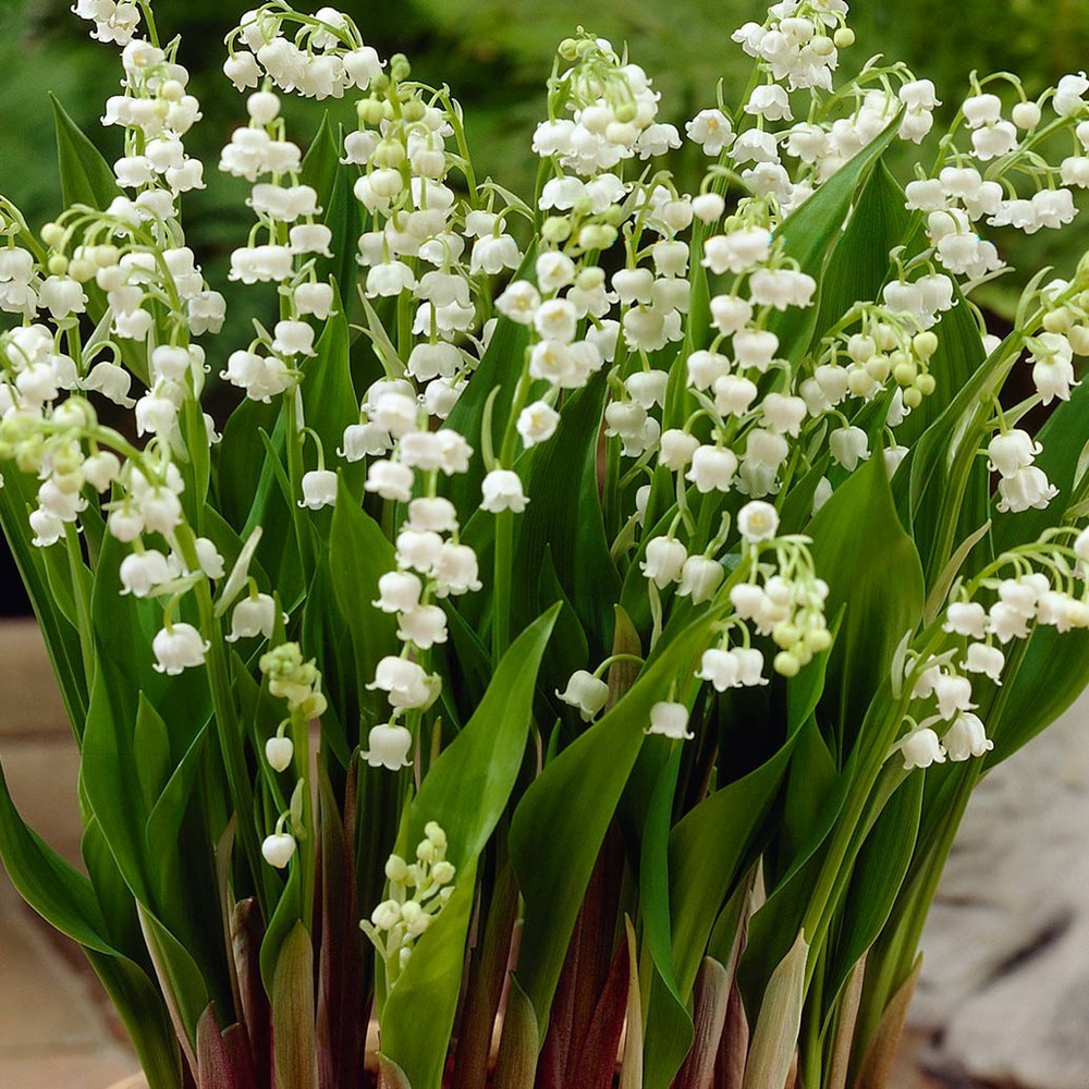 Fragrant White Lily of the Valley Pips for Sale