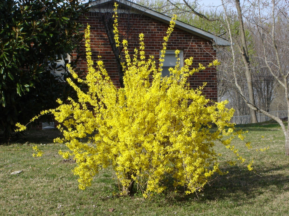 Forsythia Shrub For Sale 9 99 Yellow Flowering Shrubs