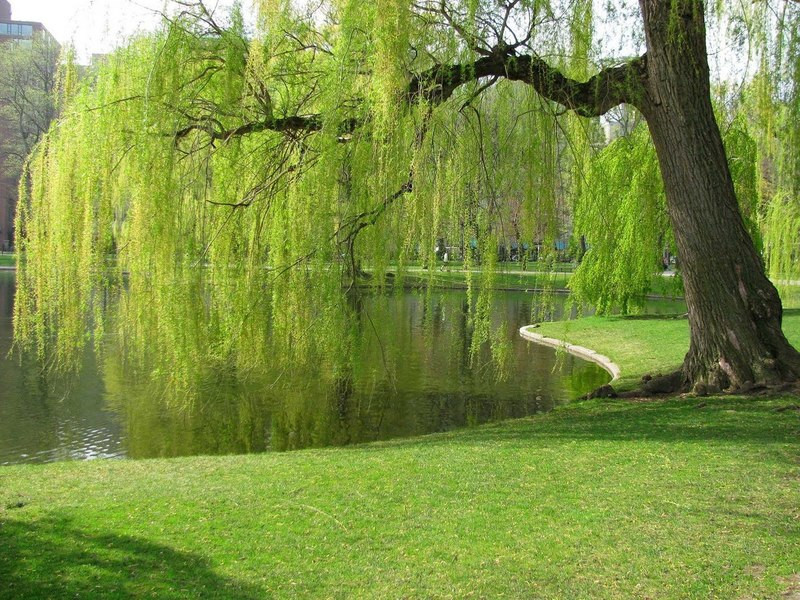 Weeping Willow Live Stakes For Sale Lowest Pricing Online