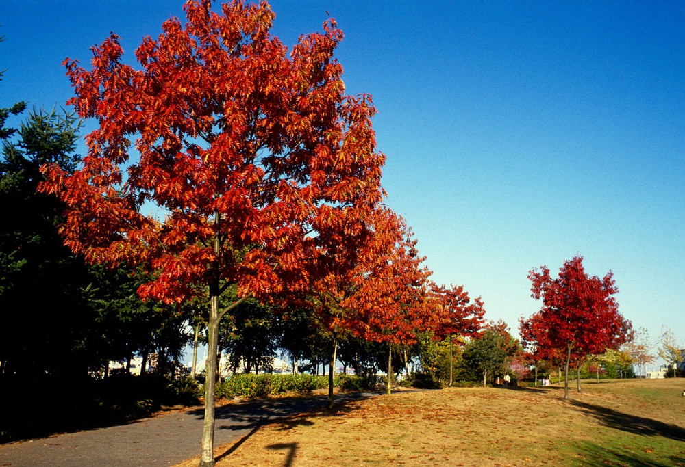 Northern Red Oak Trees For Sale | Buy Oak Trees Online