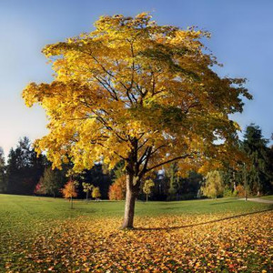 Tulip Poplar Tree is a fast growing tree that is perfect for a shade tree.