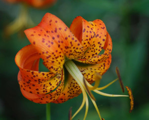 Turk Cap Lily up close have stunning orange colors with a little pop of white in the middle.