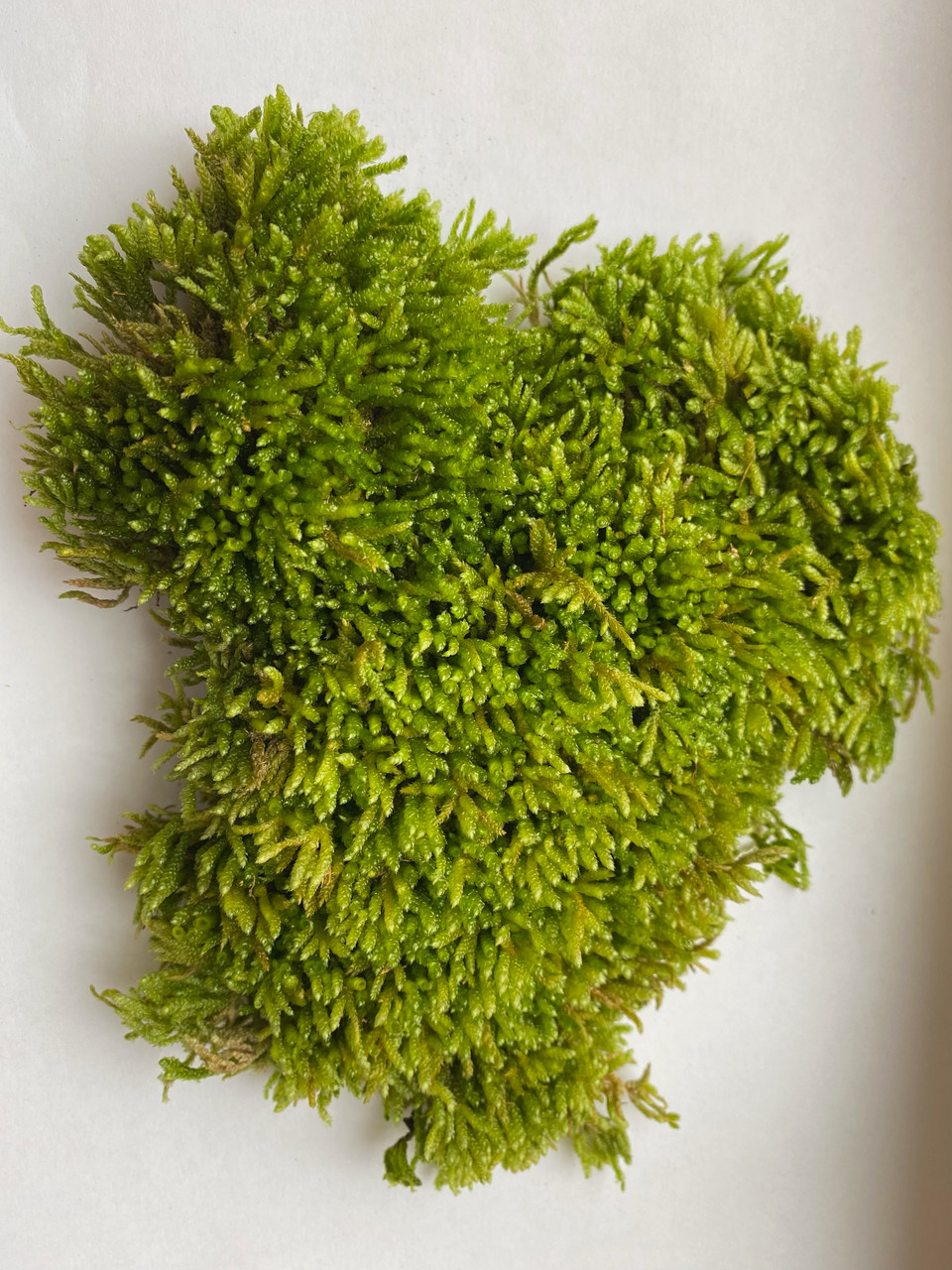 Live Moss For Sale - Guaranteed to grow, Low prices