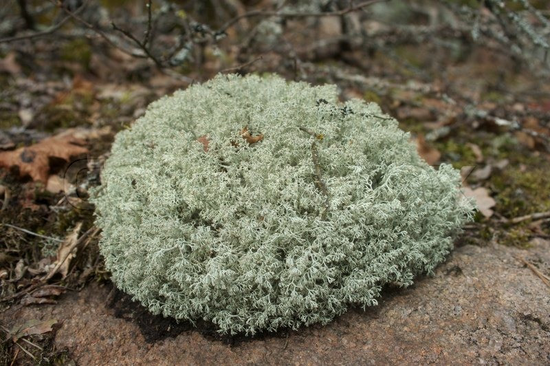 Live Reindeer Lichen Moss For Sale Fast Delivery