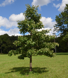 Post Oak Seedlings For Sale Guaranteed To Grow