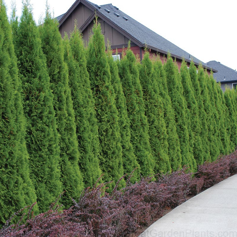 Emerald Green Arborvitae For Sale Buy Thuja Occidentalis