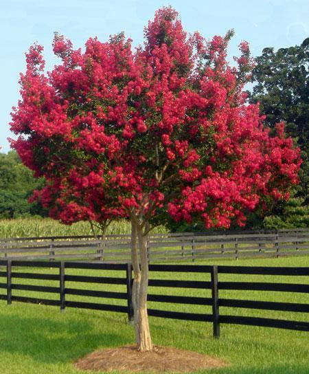 Buy Red Crepe Myrtle Red Crepe For Sale Online