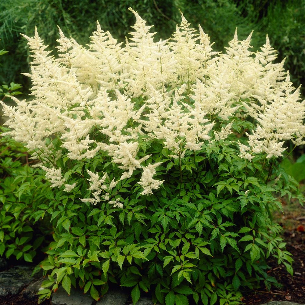 astilbe x arendsii bridal veil