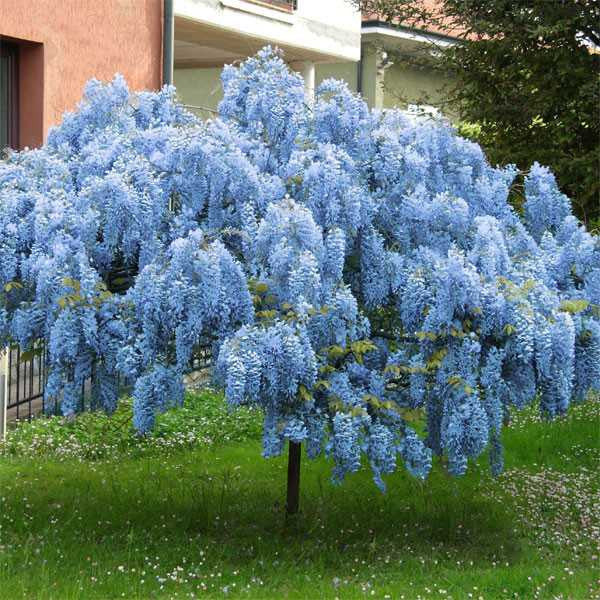 Wisteria -does the colour matter, is purple easier to grow than white?