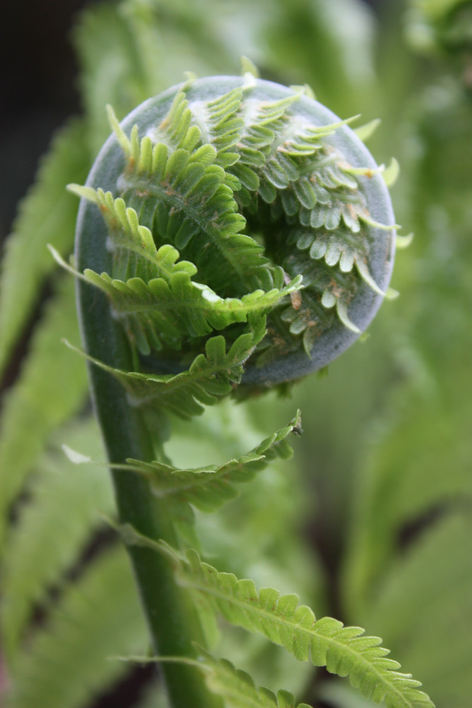 Fiddlehead Ferns For Sale Buy Fiddlehead ferns online