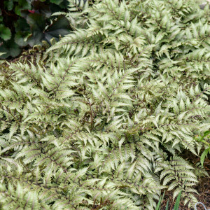 The Giant Japanese painted fern, scientifically known as Athyrium' Godzilla,' is a popular ornamental plant prized for its attractive foliage.